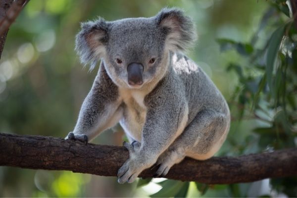 Koala on a branch