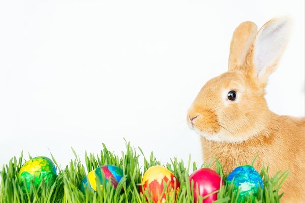 brown bunny in grass