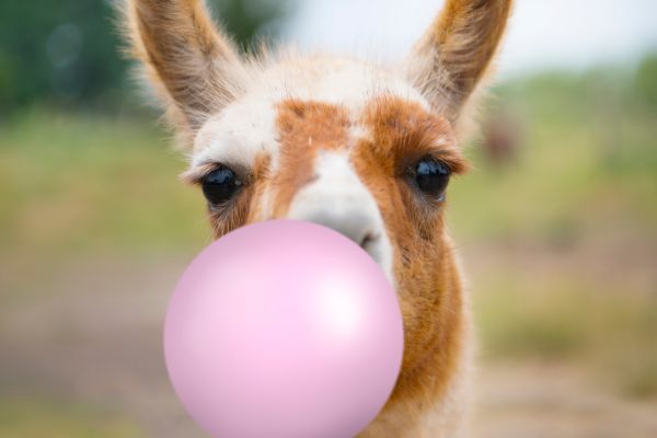 animal and bubble gum: funny
