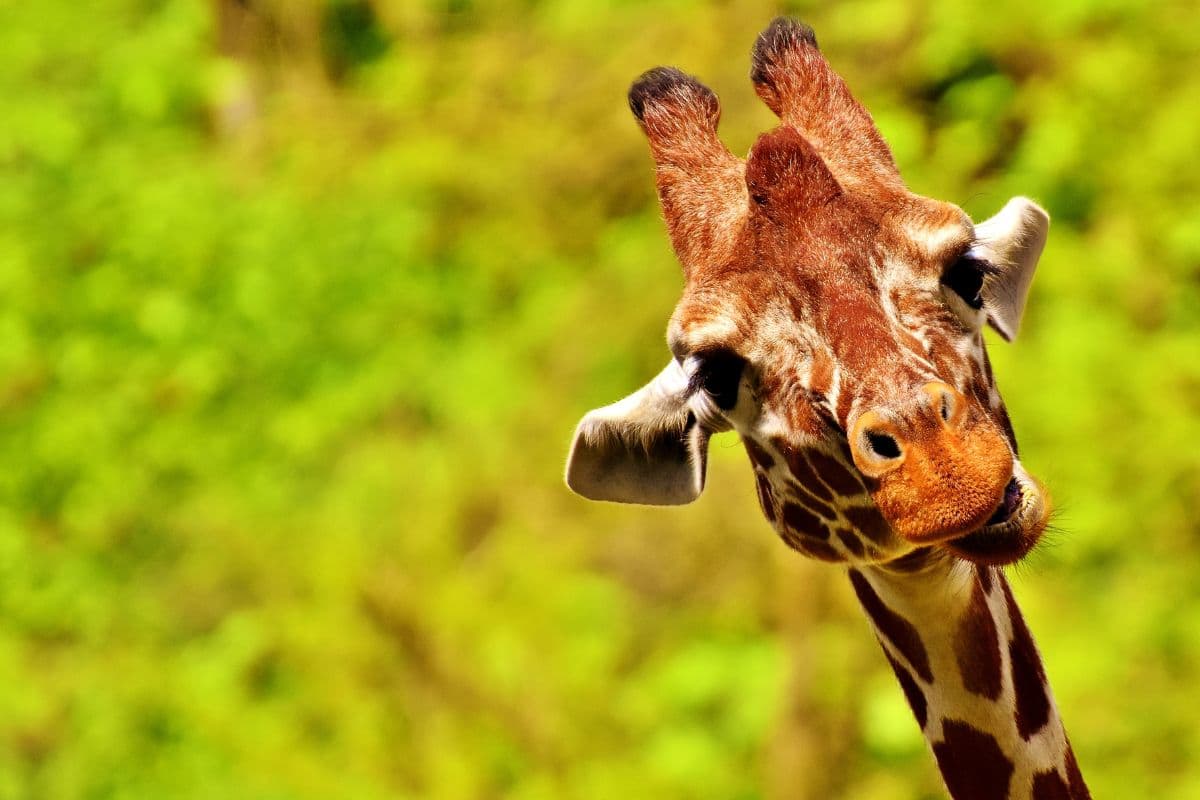 giraffe face with leaves