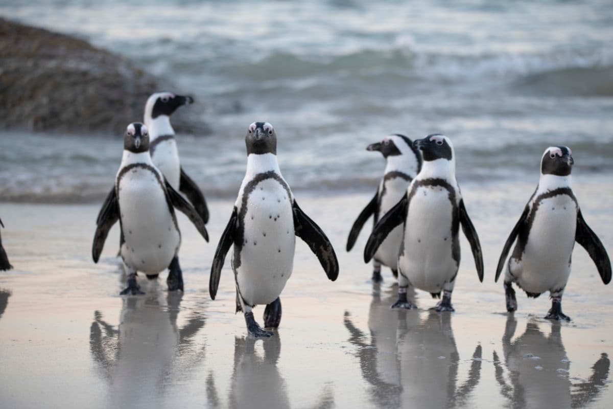 penguins by the ocean