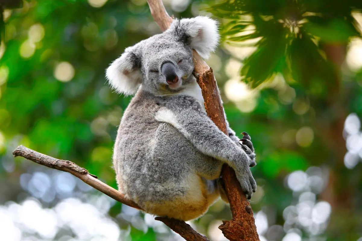 koala on a branch