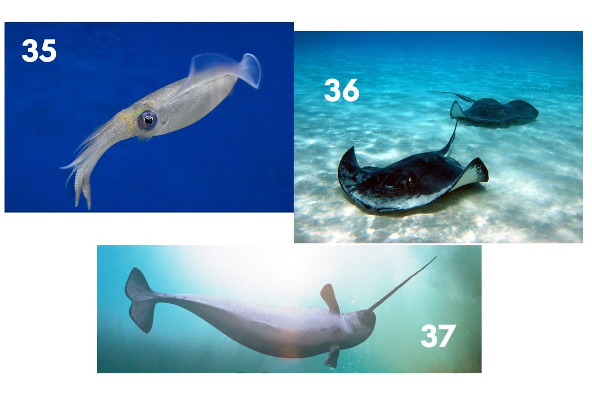 ocean animals trivia questions, can you guess? Animal picture quiz