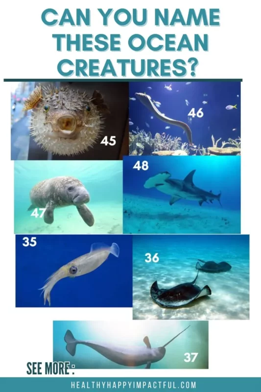 sea animals trivia quiz and fun facts