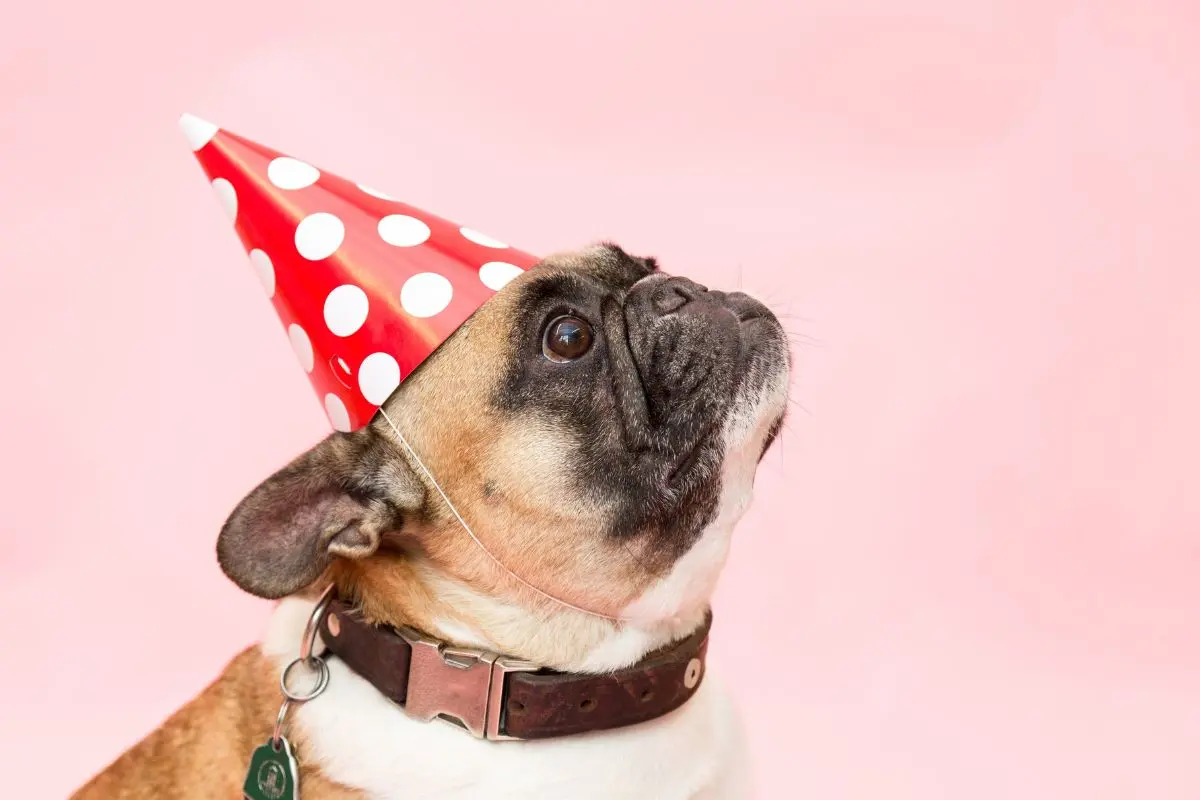 dog with a hat