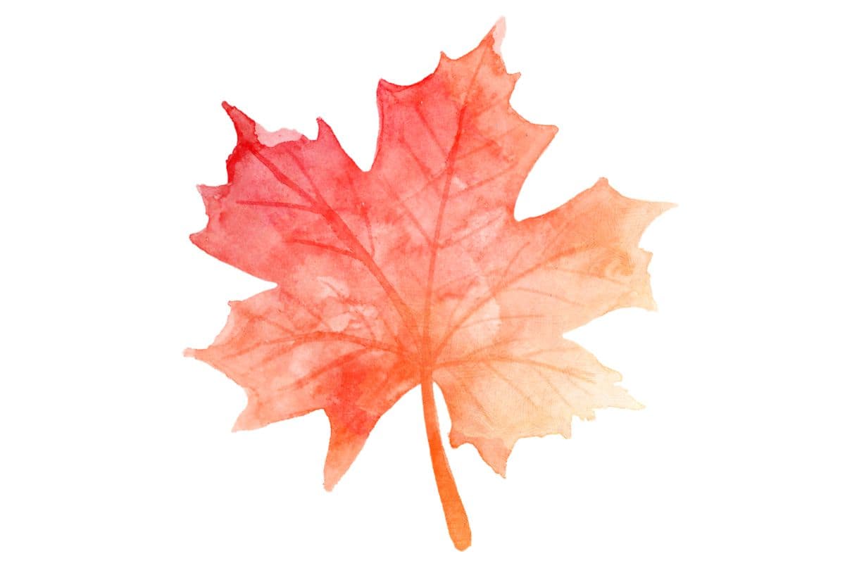 maple leaf facts; science and nature quiz