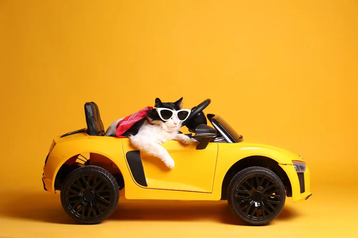 cat sitting in a yellow car