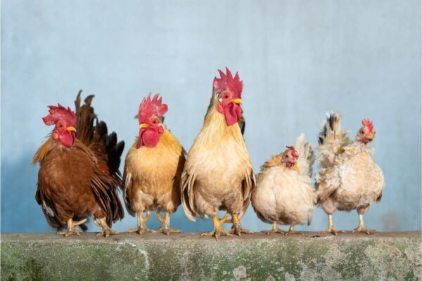 featured image; chicken jokes for kids and adults