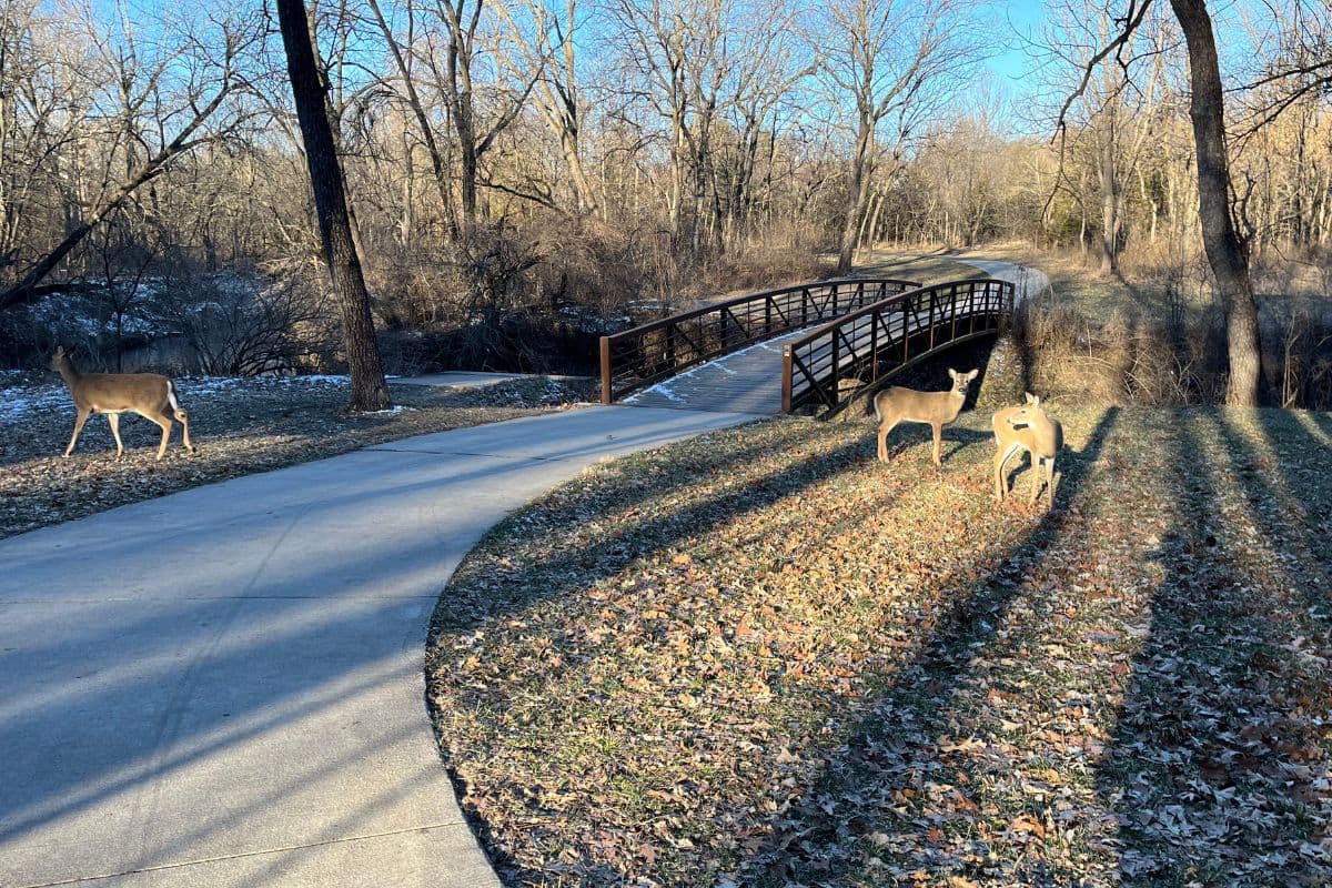February goals week 3, deer on the trail