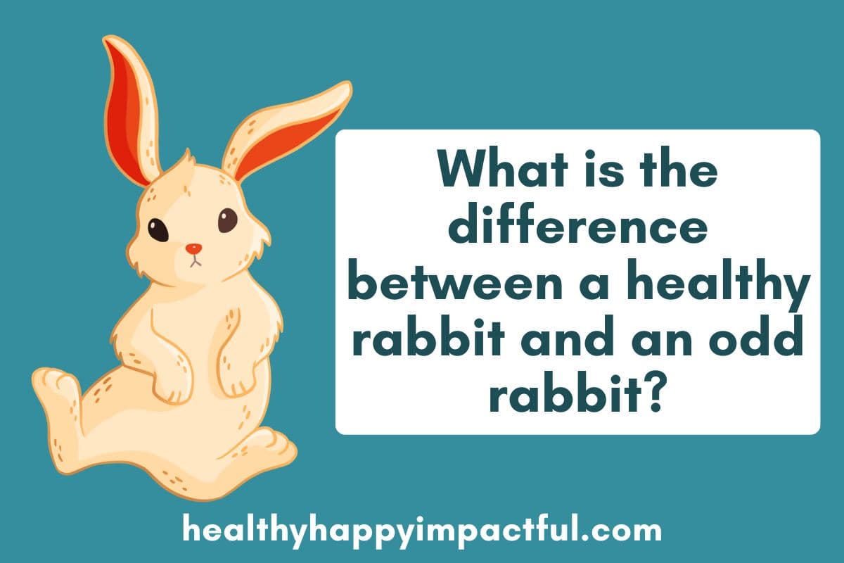 hard bunny rabbit riddles and puns with answers