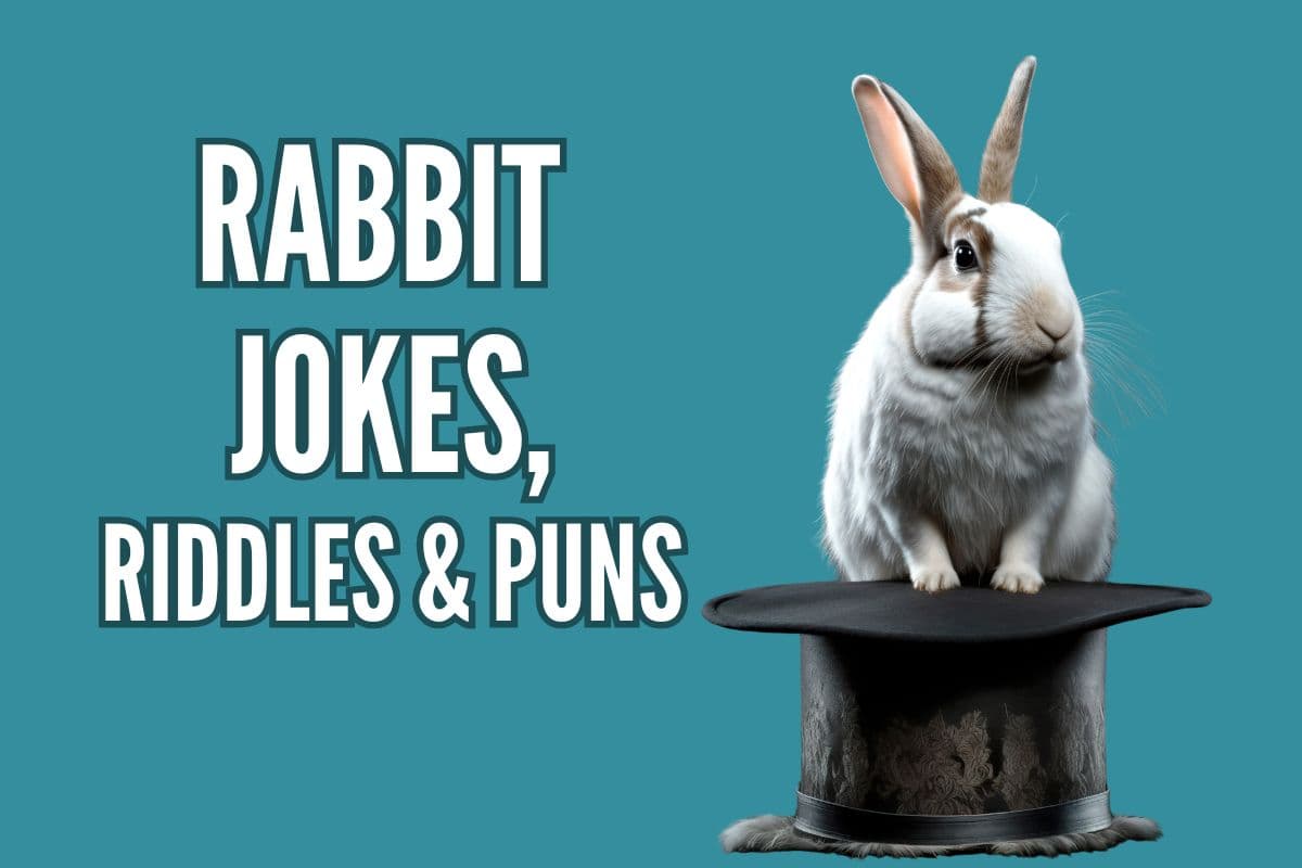 featured image; bunny rabbit jokes, riddles, and puns