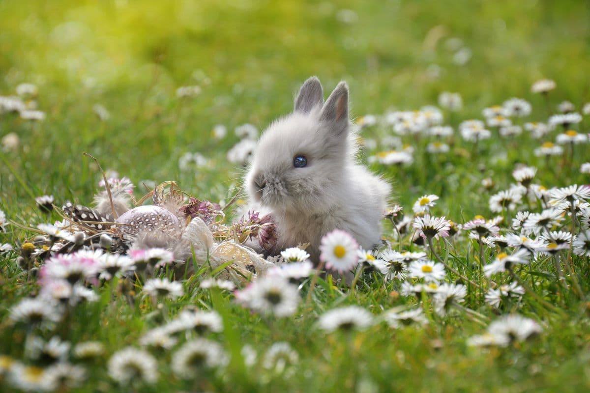bunny sitting in grass