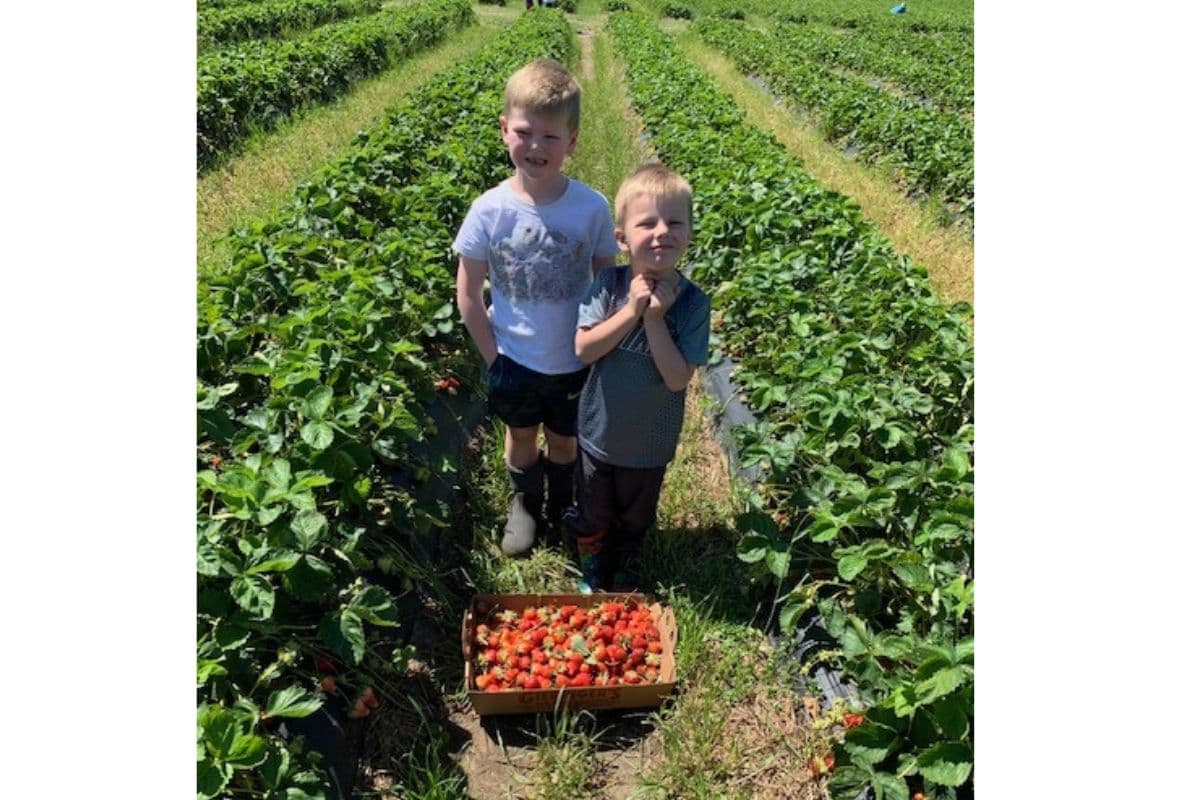 berry picking; fun outdoor activities for spring; things to do;