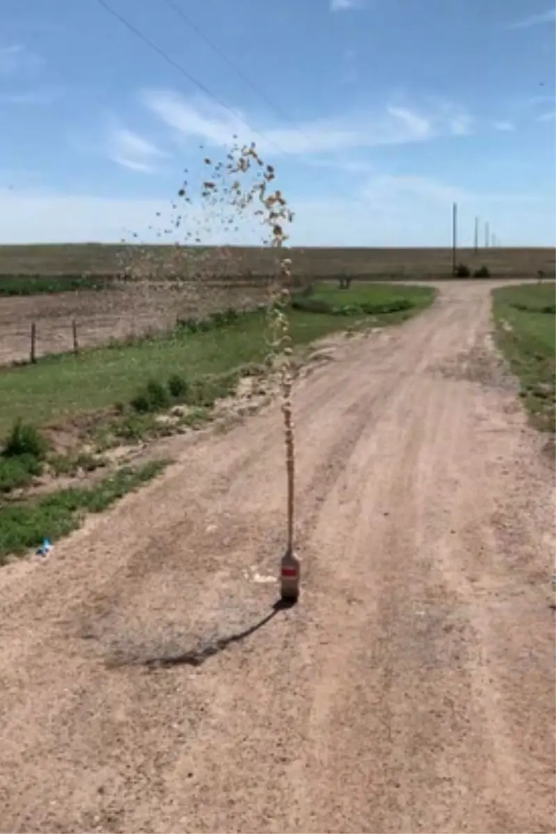 soda geyser with mentos