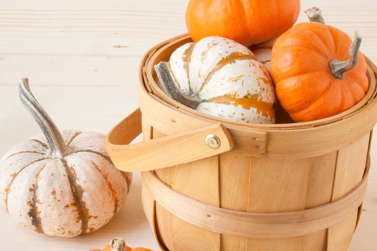 mini pumpkins in a basket