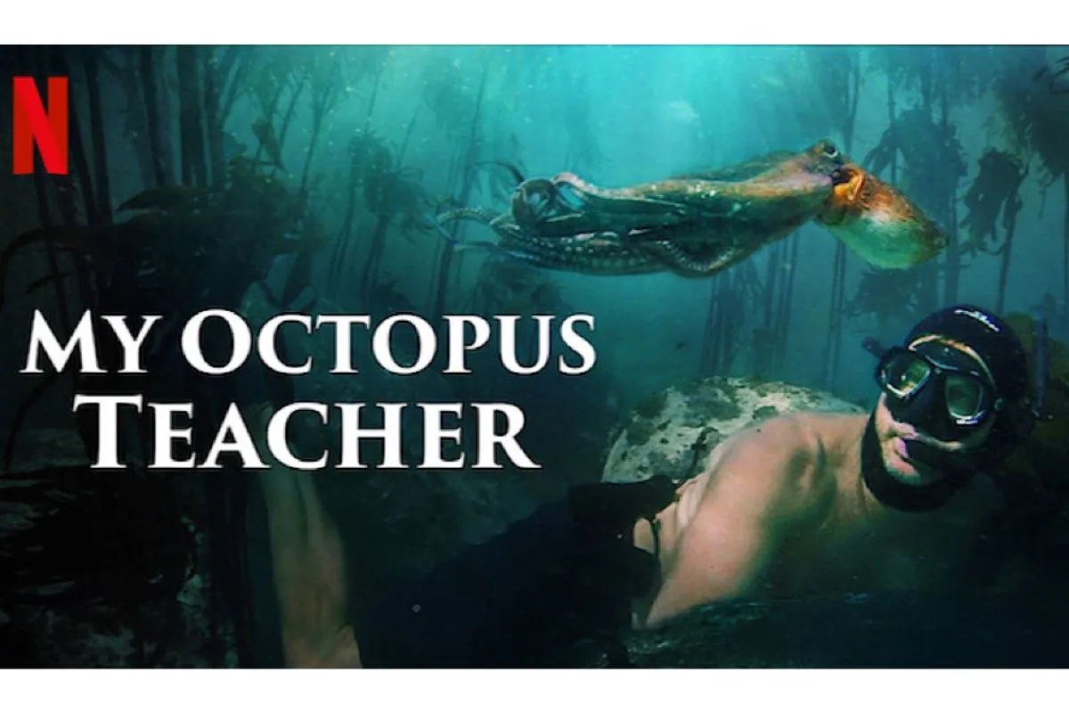 My octopus teacher