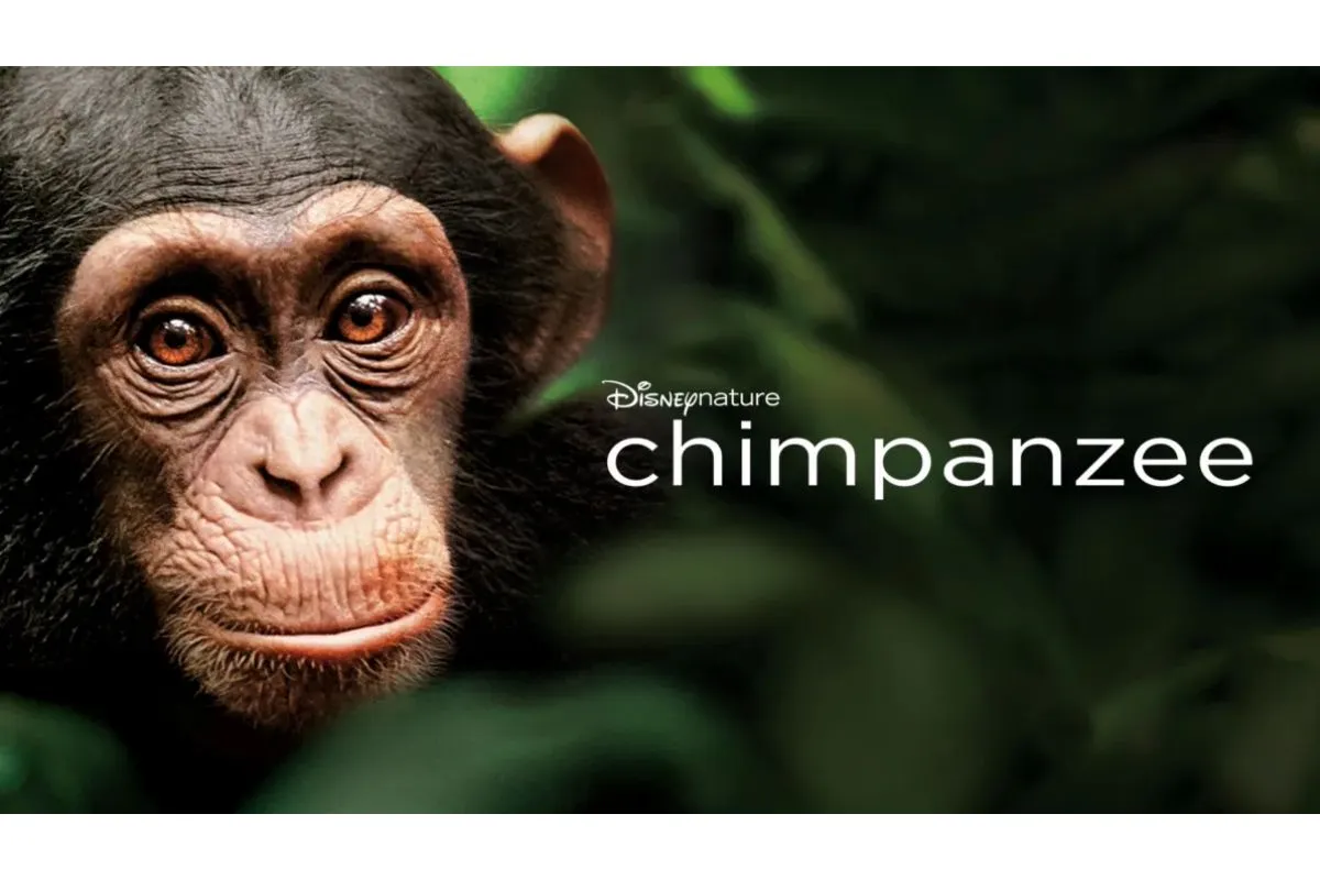 chimpanzee; best documentaries for families