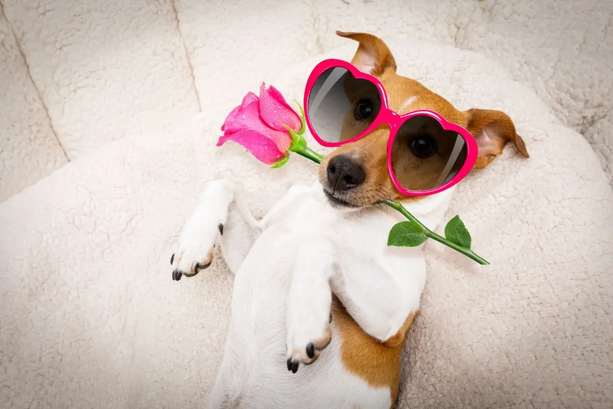 funny dog with a rose and sunglasses