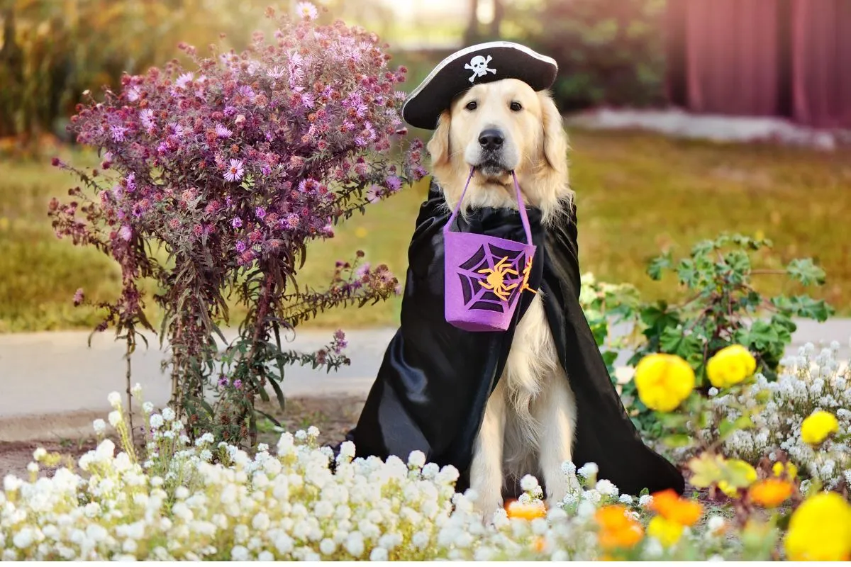 dog dressed up in a pirate costume