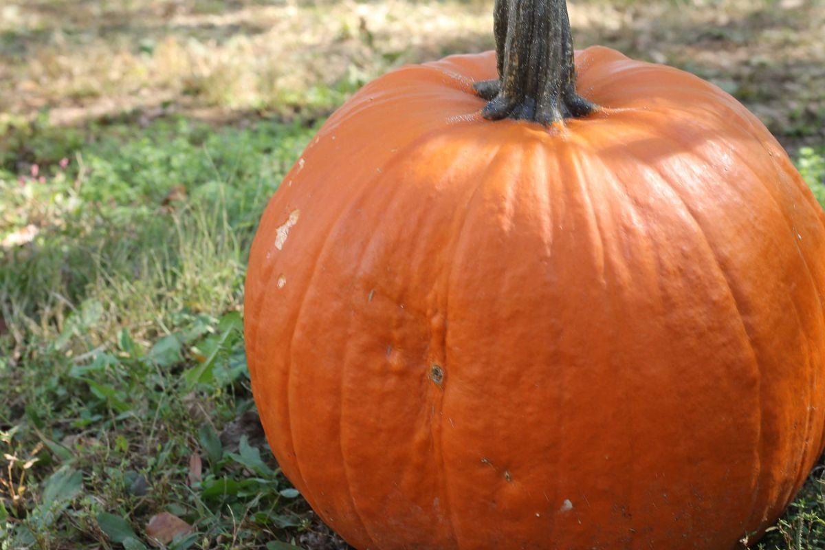 pumpkin in the grass